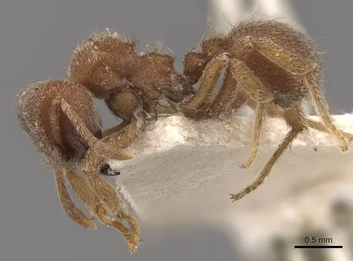 Sericomyrmex opacus specimen CASENT0909369 image casent0909369_3