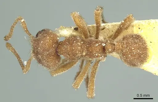 Sericomyrmex opacus specimen CASENT0915955 image casent0915955_1