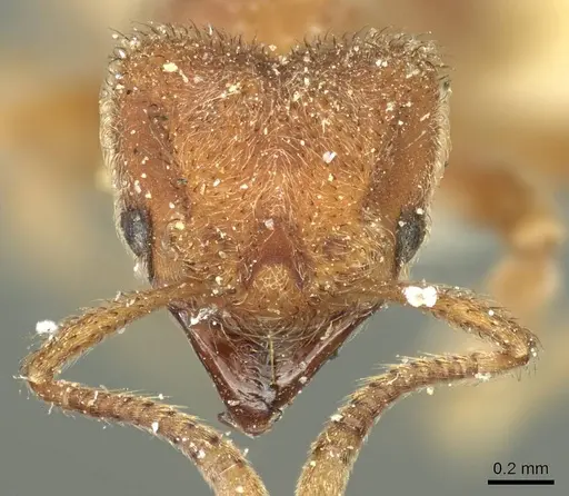 Sericomyrmex opacus specimen CASENT0915955 image casent0915955_2
