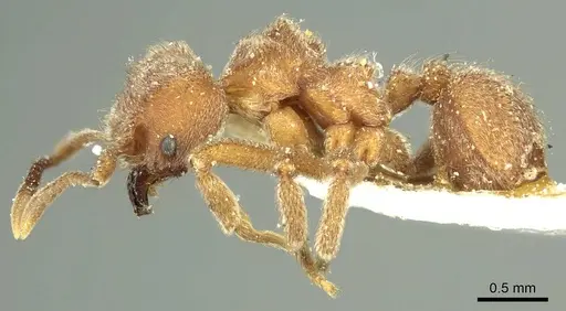Sericomyrmex opacus specimen CASENT0915955 image casent0915955_3