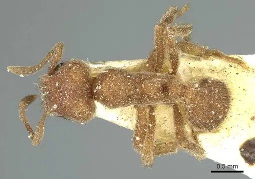 Sericomyrmex opacus specimen CASENT0915956 image casent0915956_1