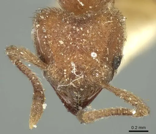 Sericomyrmex opacus specimen CASENT0915956 image casent0915956_2