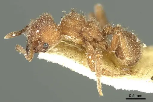 Sericomyrmex opacus specimen CASENT0915956 image casent0915956_3
