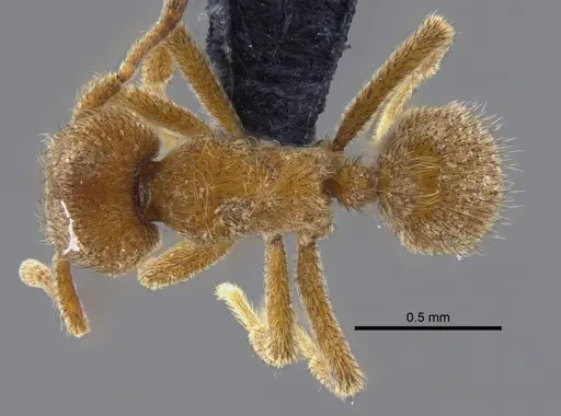 Sericomyrmex opacus specimen CBUMAGENT41871 image cbumagent41871_1