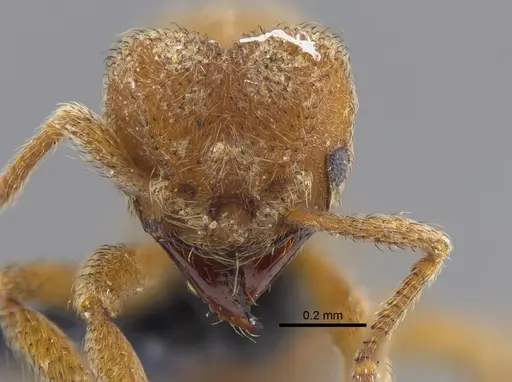 Sericomyrmex opacus specimen CBUMAGENT41871 image cbumagent41871_2