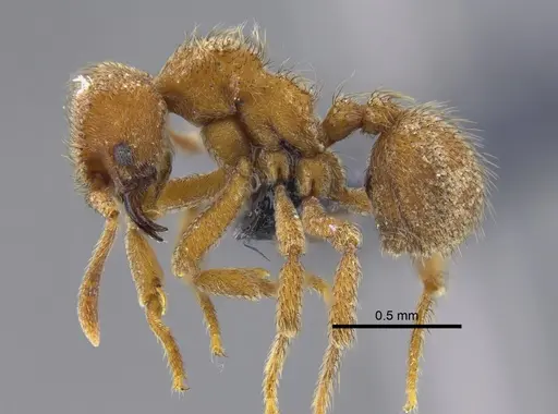 Sericomyrmex opacus specimen CBUMAGENT41871 image cbumagent41871_3