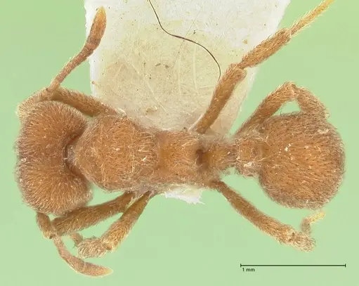 Sericomyrmex opacus specimen FOCOL2194 image focol2194_1
