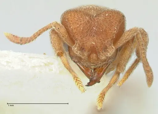 Sericomyrmex opacus specimen FOCOL2194 image focol2194_2