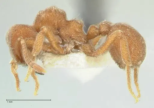 Sericomyrmex opacus specimen FOCOL2194 image focol2194_3