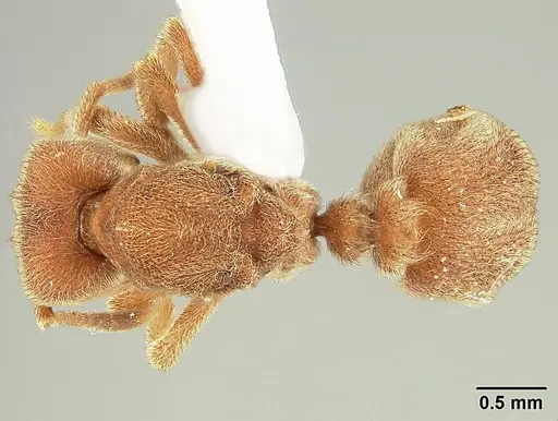 Sericomyrmex opacus specimen USNMENT00305214 image usnment00305214_1