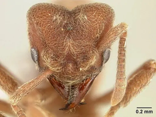 Sericomyrmex opacus specimen USNMENT00305214 image usnment00305214_2