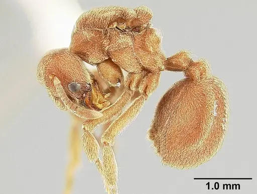 Sericomyrmex opacus specimen USNMENT00305214 image usnment00305214_3