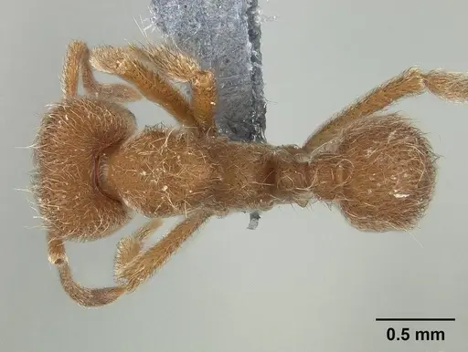 Sericomyrmex opacus specimen USNMENT01125118 image usnment01125118_1