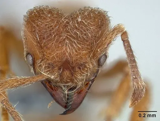 Sericomyrmex opacus specimen USNMENT01125118 image usnment01125118_2