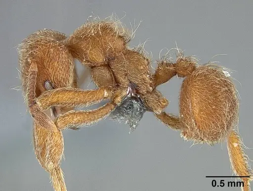 Sericomyrmex opacus specimen USNMENT01125118 image usnment01125118_3