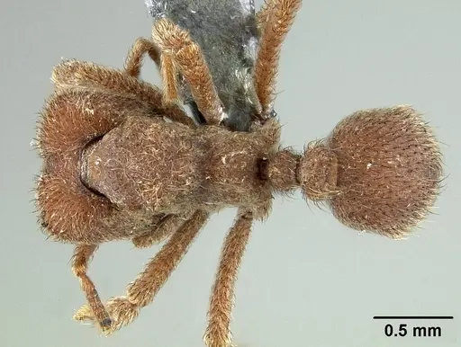 Sericomyrmex opacus specimen USNMENT01125124 image usnment01125124_1