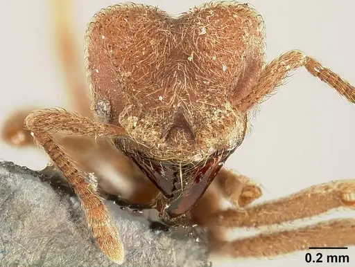Sericomyrmex opacus specimen USNMENT01125124 image usnment01125124_2