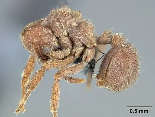 Sericomyrmex opacus specimen USNMENT01125124 image usnment01125124_3
