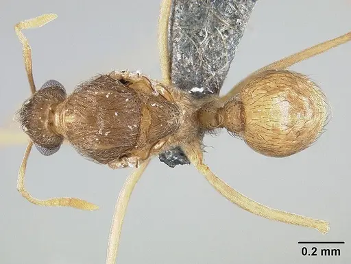 Sericomyrmex opacus specimen USNMENT01125314 image usnment01125314_1