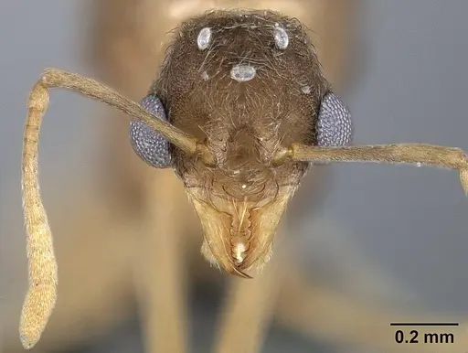 Sericomyrmex opacus specimen USNMENT01125314 image usnment01125314_2
