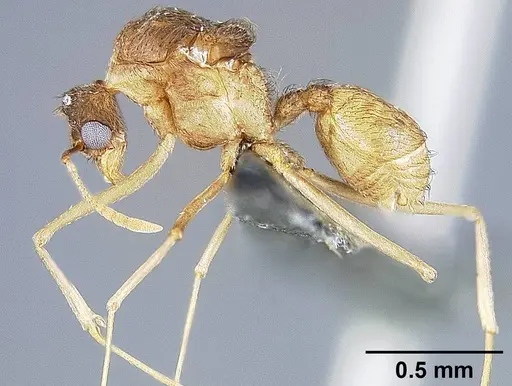 Sericomyrmex opacus specimen USNMENT01125314 image usnment01125314_3