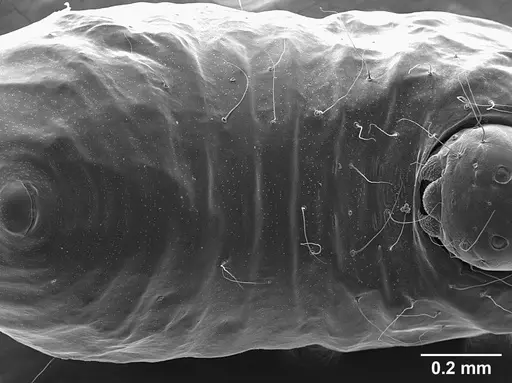Sericomyrmex opacus specimen USNMENT01125317 image usnment01125317_1