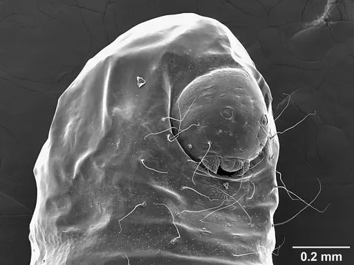 Sericomyrmex opacus specimen USNMENT01125317 image usnment01125317_3