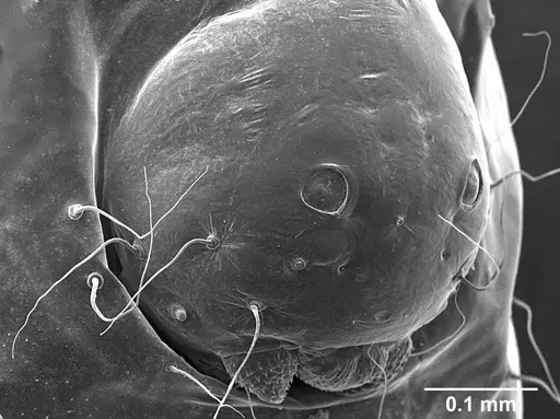 Sericomyrmex opacus specimen USNMENT01125317 image usnment01125317_4