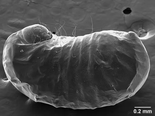 Sericomyrmex opacus specimen USNMENT01125317 image usnment01125317_5