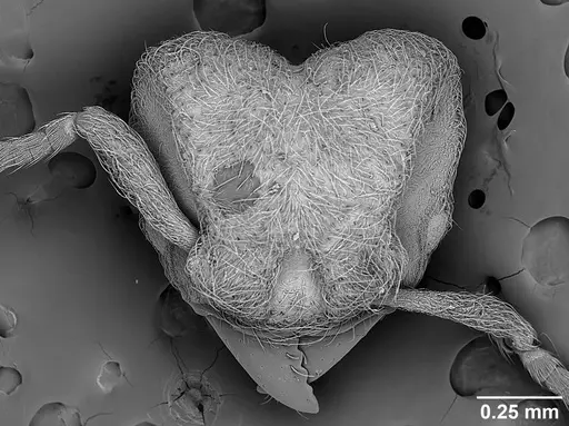 Sericomyrmex opacus specimen USNMENT01125331 image usnment01125331_1
