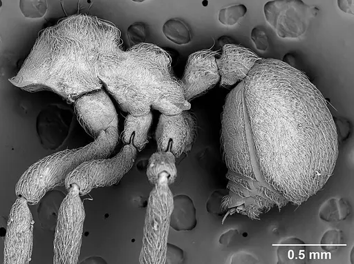 Sericomyrmex opacus specimen USNMENT01125331 image usnment01125331_3