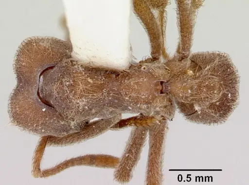 Sericomyrmex parvulus specimen CASENT0104987 image casent0104987_1