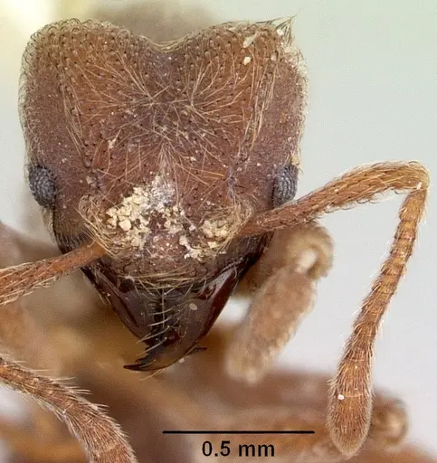 Sericomyrmex parvulus specimen CASENT0104987 image casent0104987_2