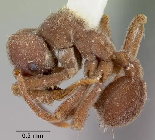Sericomyrmex parvulus specimen CASENT0104987 image casent0104987_3