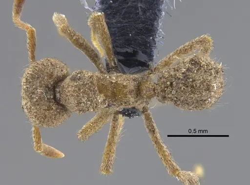 Sericomyrmex parvulus specimen CBUMAGENT41869 image cbumagent41869_1