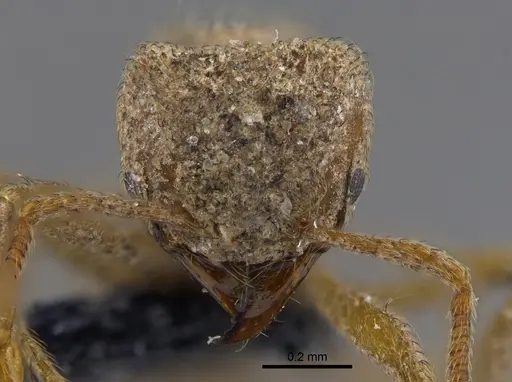 Sericomyrmex parvulus specimen CBUMAGENT41869 image cbumagent41869_2