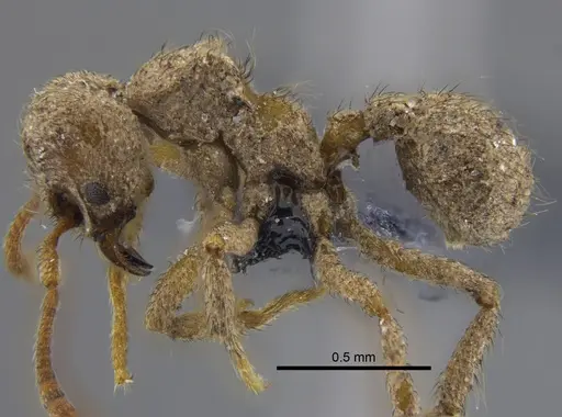 Sericomyrmex parvulus specimen CBUMAGENT41869 image cbumagent41869_3