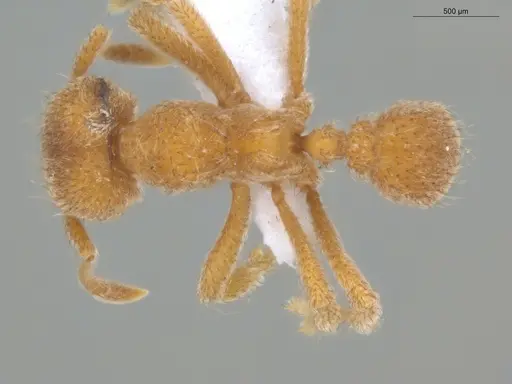 Sericomyrmex parvulus specimen ECOFOG-MI15-0448-20 image ecofog-mi15-0448-20_1