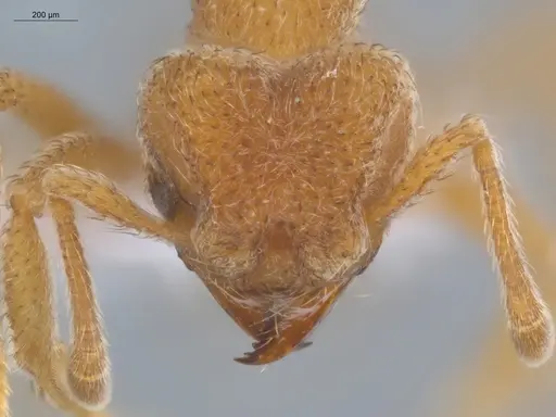 Sericomyrmex parvulus specimen ECOFOG-MI15-0448-20 image ecofog-mi15-0448-20_2