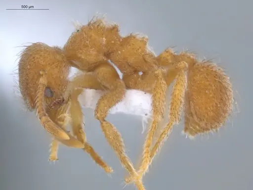 Sericomyrmex parvulus specimen ECOFOG-MI15-0448-20 image ecofog-mi15-0448-20_3