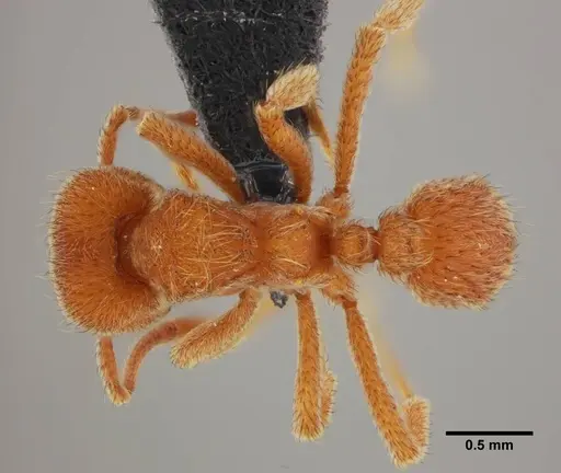 Sericomyrmex parvulus specimen UFV-LABECOL-000372 image ufv-labecol-000372_1