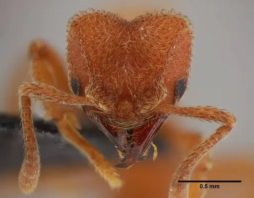 Sericomyrmex parvulus specimen UFV-LABECOL-000372 image ufv-labecol-000372_2
