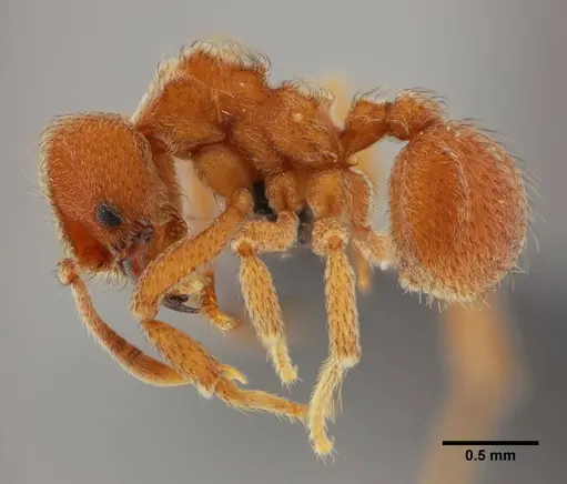 Sericomyrmex parvulus specimen UFV-LABECOL-000372 image ufv-labecol-000372_3