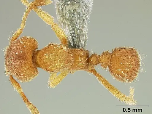 Sericomyrmex parvulus specimen USNMENT00446157 image usnment00446157_1