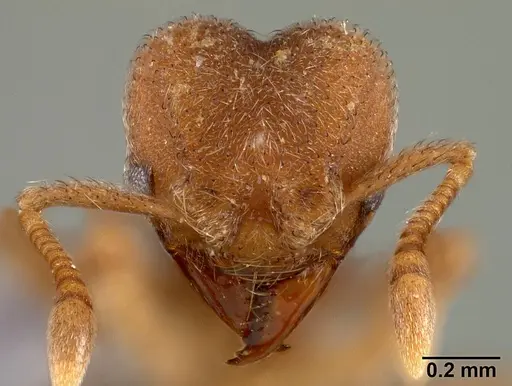 Sericomyrmex parvulus specimen USNMENT00446157 image usnment00446157_2
