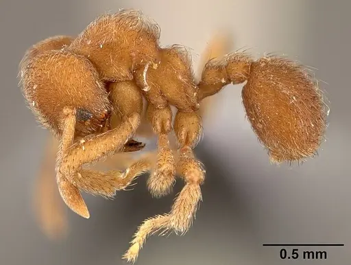 Sericomyrmex parvulus specimen USNMENT00446157 image usnment00446157_3