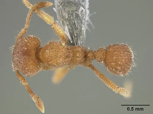 Sericomyrmex parvulus specimen USNMENT01124296 image usnment01124296_1
