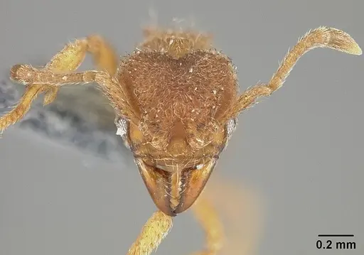 Sericomyrmex parvulus specimen USNMENT01124296 image usnment01124296_2