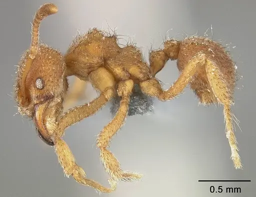 Sericomyrmex parvulus specimen USNMENT01124296 image usnment01124296_3