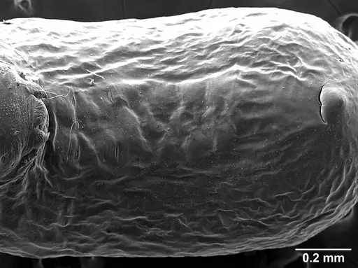 Sericomyrmex parvulus specimen USNMENT01125592 image usnment01125592_1